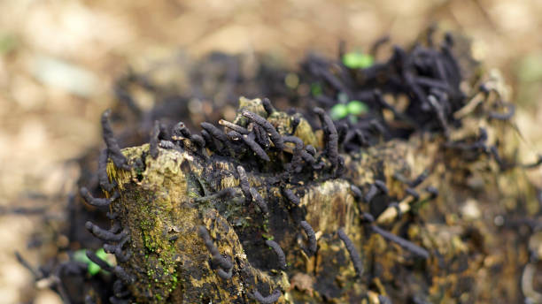 xylaria corniformis - xylaria foto e immagini stock