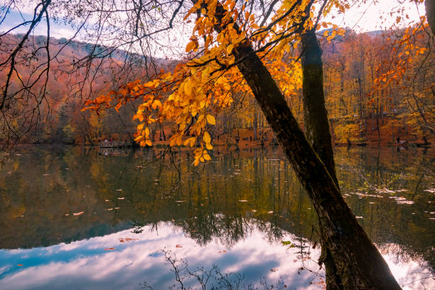 istock The main object is autumn leaves 1468870799
