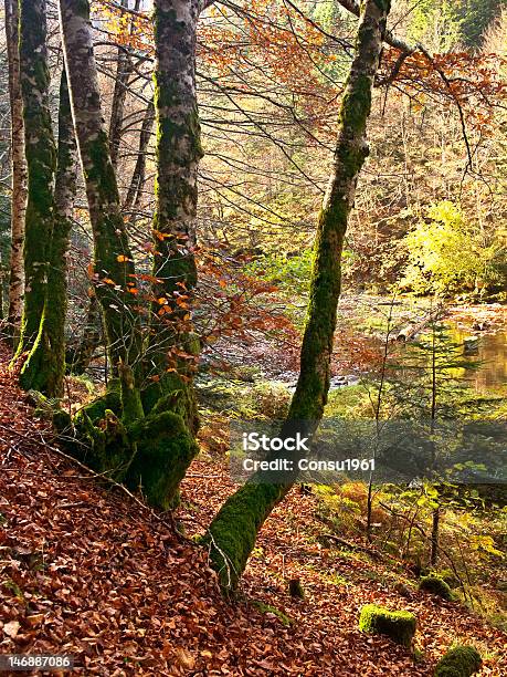 Atumn Foto de stock y más banco de imágenes de Aire libre - Aire libre, Arboleda, Boscaje