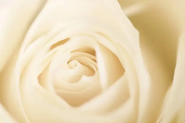 Photo of White rose
