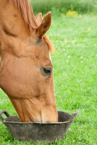 Close up of elderly chestnut horse eating/drinking from feed bucket in grassy paddock.