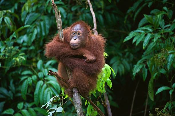 junger orang-utan auf dem baum sitzend - orang utan fotos stock-fotos und bilder