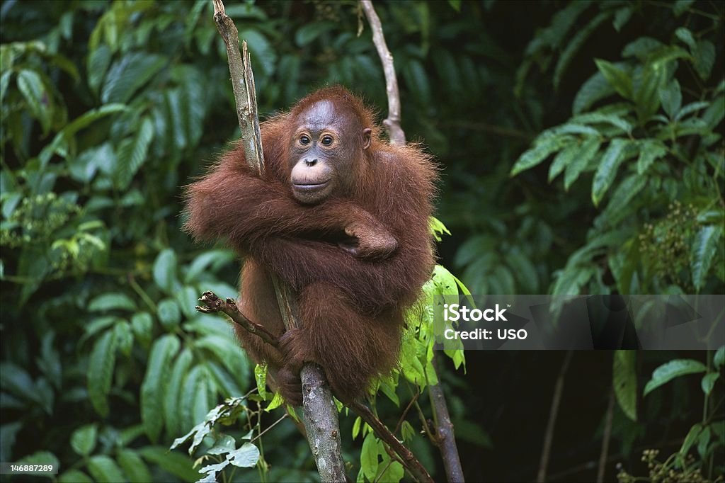 Young Orangutan sitting on the tree Indonesia, Borneo - Young Orangutan sitting on the tree Orangutan Stock Photo