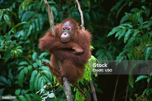 Young Orangutan Sitting On The Tree Stock Photo - Download Image Now - Orangutan, Island of Borneo, People