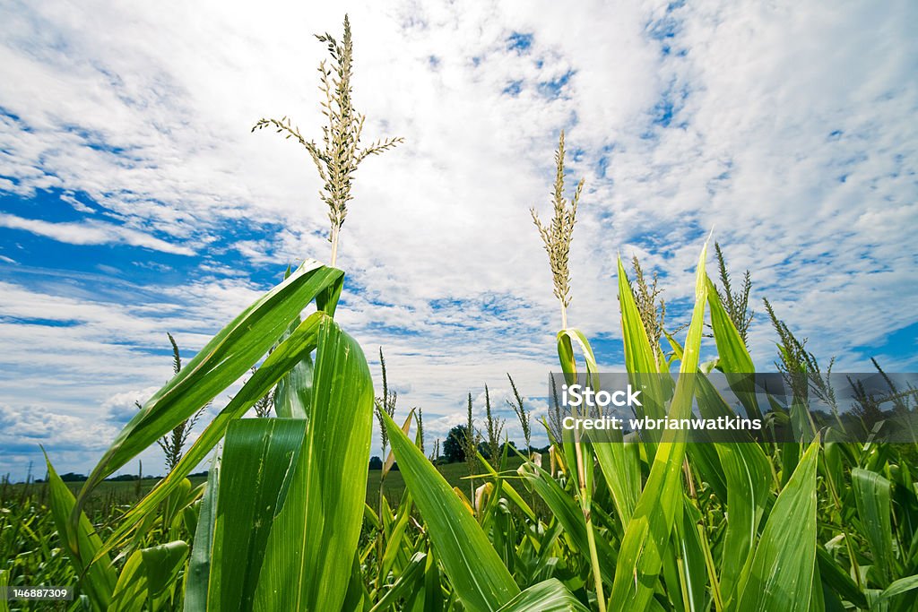 Punto di vista di un campo di mais Midwest - Foto stock royalty-free di Pannocchia