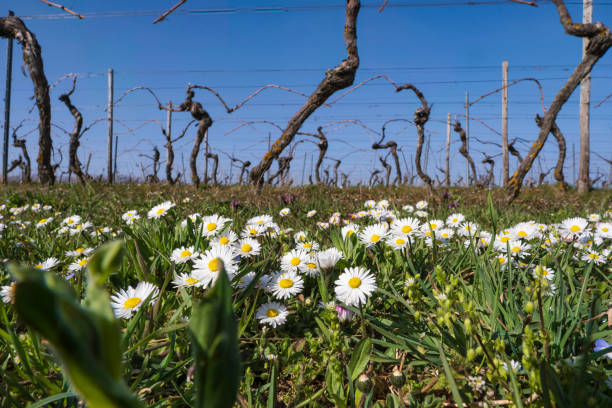Vineyard in spring
