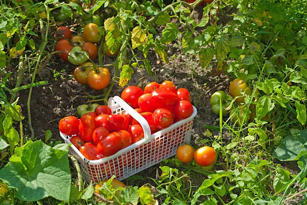 Angle-view of a basket of ripe field tomatoes sitting in the garden.