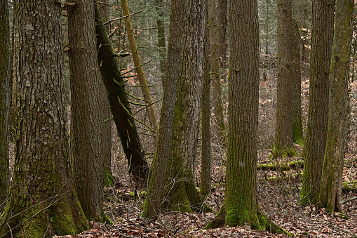 Medium shot of old-growth evergreen forest in Connecticut, winter, consisting mainly of eastern hemlocks and eastern white pines. With leaning trees.
