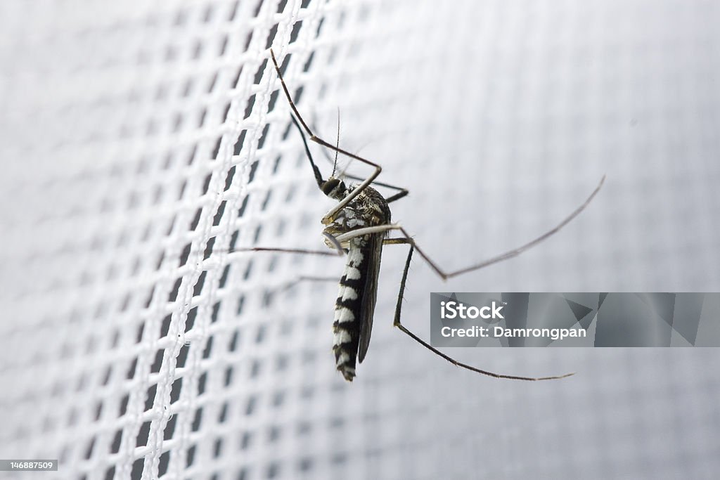 female mosquito a female mosquito is resting on net Mosquito Netting Stock Photo