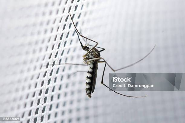 Female Mosquito Stock Photo - Download Image Now - Mosquito Netting, Insect, Protection