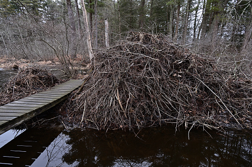 Gigantic beaver lodge next to boardwalk in a Connecticut swamp, winter