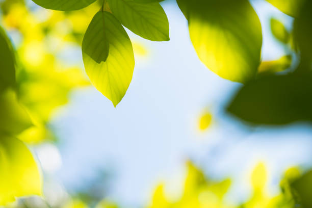 istock Closeup nature view of green leaf on sunlight 1468875113