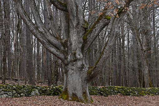 Wide shot of wolf tree -- an ancient white oak -- along an old stone wall in Connecticut, winter. Spared the axe when the forest was cleared for agriculture, it dwarfs the younger surrounding trees. Also called legacy tree and pasture tree. It has spreading limbs close to the ground -- rather than a tall, straight trunk -- because it grew in the open, without having to compete with other trees for sunlight. It could be 300 years old. At a nature preserve in Litchfield, it is known as King's Oak.