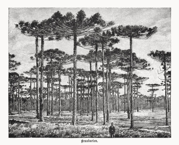 illustrazioni stock, clip art, cartoni animati e icone di tendenza di pino brasiliano (araucaria angustifolia), incisione xilografica, pubblicata nel 1899 - chilean culture chile forest the americas