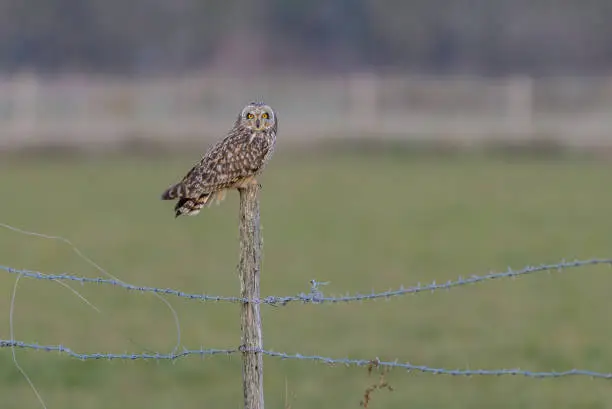 Short-eared owl Asio flammeus perched on wooden farm fence post at dusk