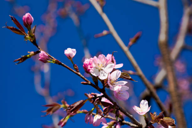 istock Almond branch in bloom 1468877502