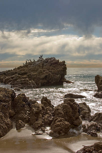 Les cormorans rochers sur la côte - Photo