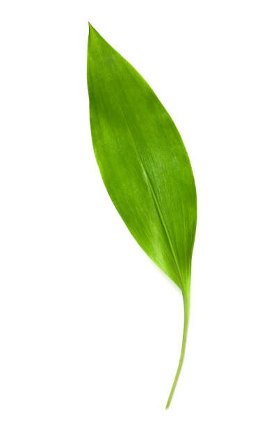 istock Lily of the valley leaf 1468877562