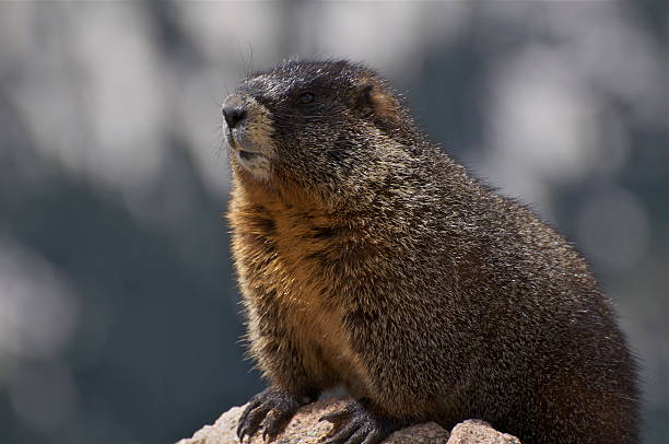istock Yellow Bellied Marmot 146888178
