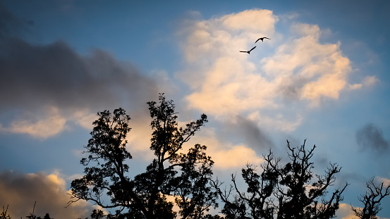 Color photo looking up at two Canadian geese flying away over partially bare trees silhouetted against a blue sky with white, orange and gray wispy clouds reflecting sunlight. Copy space.