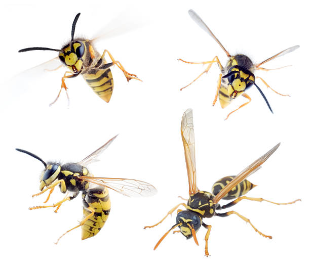 wasps - wasp стоковые фото и изображения