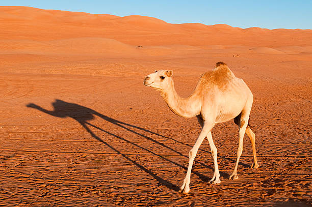 camellos en el desierto - great sand sea fotografías e imágenes de stock