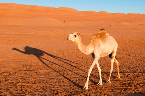 Camel in the desert, walking in the morning sun