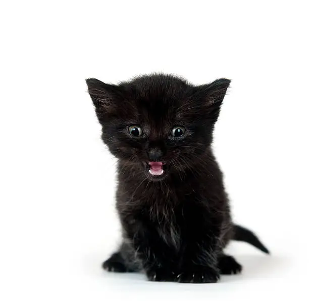 Photo of Black kitten crying on white background