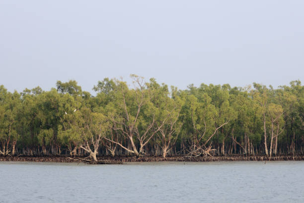 istock Sundarbans National Park. 1468886591
