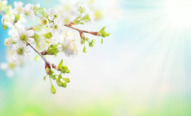 istock Beautiful Spring blossom in sunny day. Cherry tree with white flowers and sunlight in blue sky. 1468886697