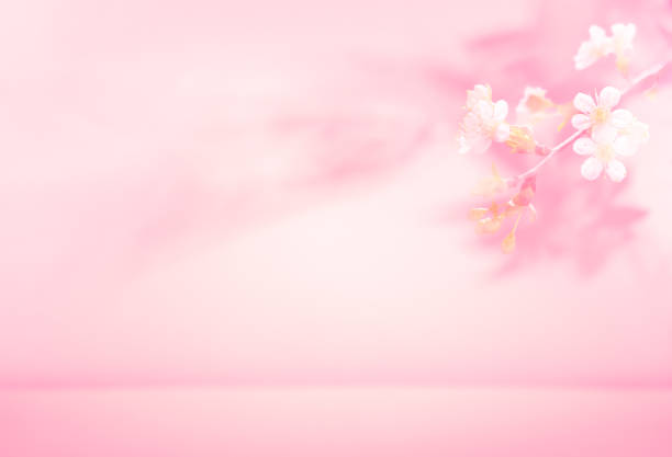Spring summer blurred light pink background with shadow of the tree leaves and flowers on a wall. Abstract Spring Summer scene for product presentation.