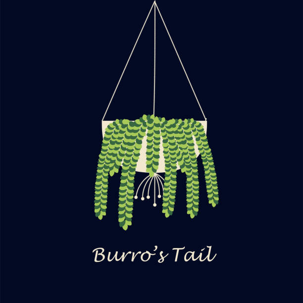 Burro Tail Hanging plant Burro's Tail or Donkey Tail in a hanging pot. Flat vector illustration. chlorophytum comosum stock illustrations