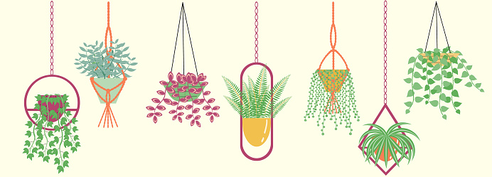The set with different hanging plants in pots with hangers. Home decorations, urban jungle, hangers in various shapes. Cute vector illustration.