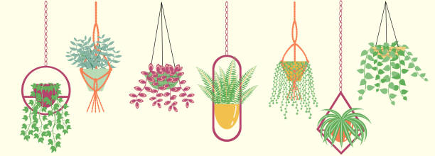 Hanging plants MAIN The set with different hanging plants in pots with hangers. Home decorations, urban jungle, hangers in various shapes. Cute vector illustration. chlorophytum comosum stock illustrations