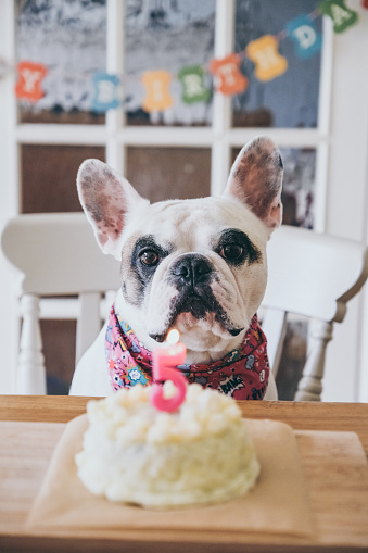 French Bulldog  waiting to eat birthday cake