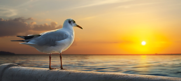 Lonely Seagull Near The Sea At Sunset