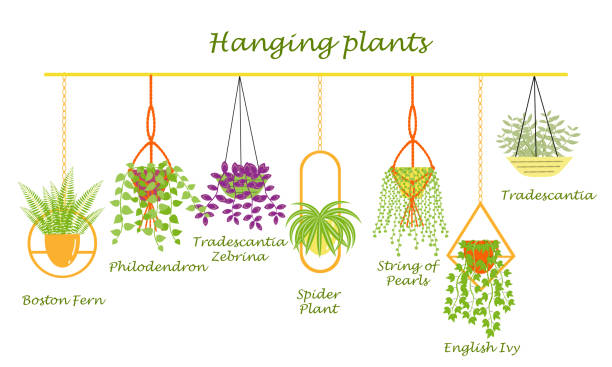 illustrations, cliparts, dessins animés et icônes de plantes suspendues main - tradescantia epidermis