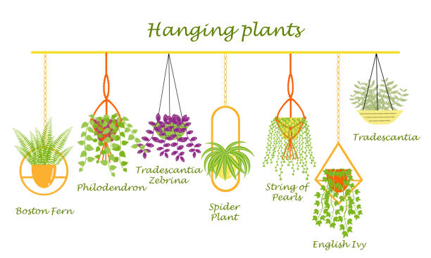 Hanging plants MAIN Set of hanging plants with names of there indoor plants. Fern, philodendron, spider plant, tradescantia, English Ivy in hanging pots. Flat vector illustration. chlorophytum comosum stock illustrations