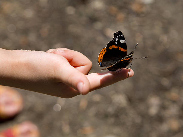 istock butterfly on the finger of child 146888974