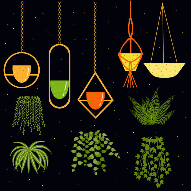 Hanging plants MAIN Set of different hanging plants and hanging pots for them. Allows to make various combinations. String of pearls, fern, spider plant, ivy, philodendron. Flat vector illustration. chlorophytum comosum stock illustrations