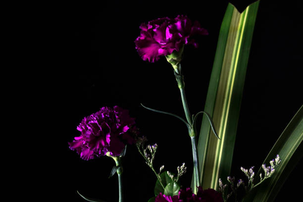 istock Purple carnation flowers in the night background. 1468889972