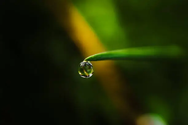 a dewdrop on the tip of a leaf that is about to drip.