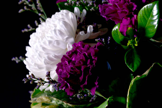 istock White chrysanthemums flower petals reflecting bright light in the dark. 1468891880