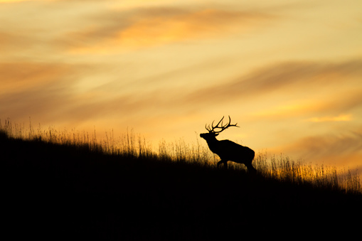 Rocky Mountain Elk silhouette on a ridge