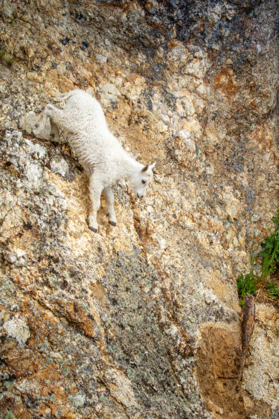kid mountain goat climbing down a rock face