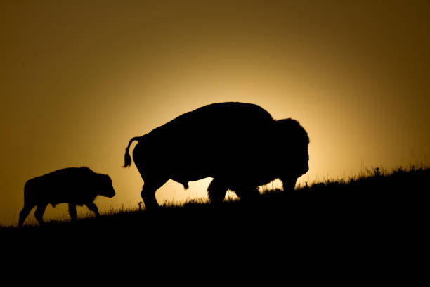 istock Bison Bull and Calf silhoette on a ridge around sunset 1468892530
