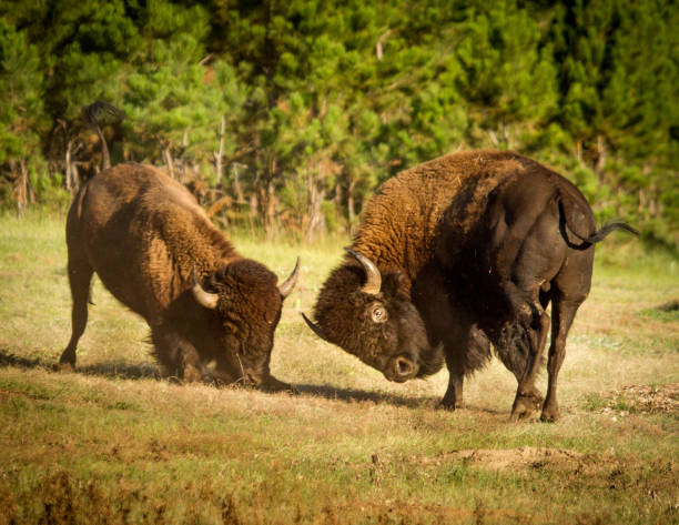 Two Bison Bulls fighting during the rut