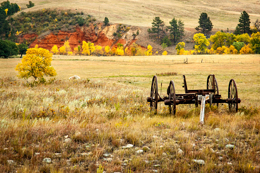 Fall colors, behind this rustic wagon  sitting in a field, just outside Custer State Park.