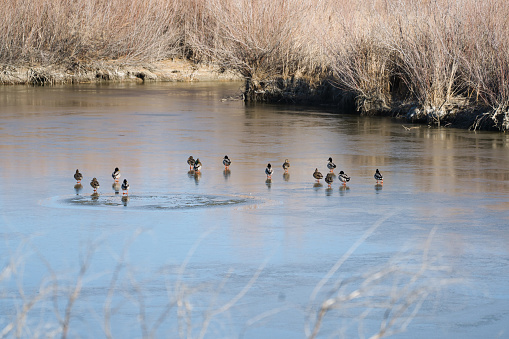 Flock of Mallard Ducks on an icy frozen pond.