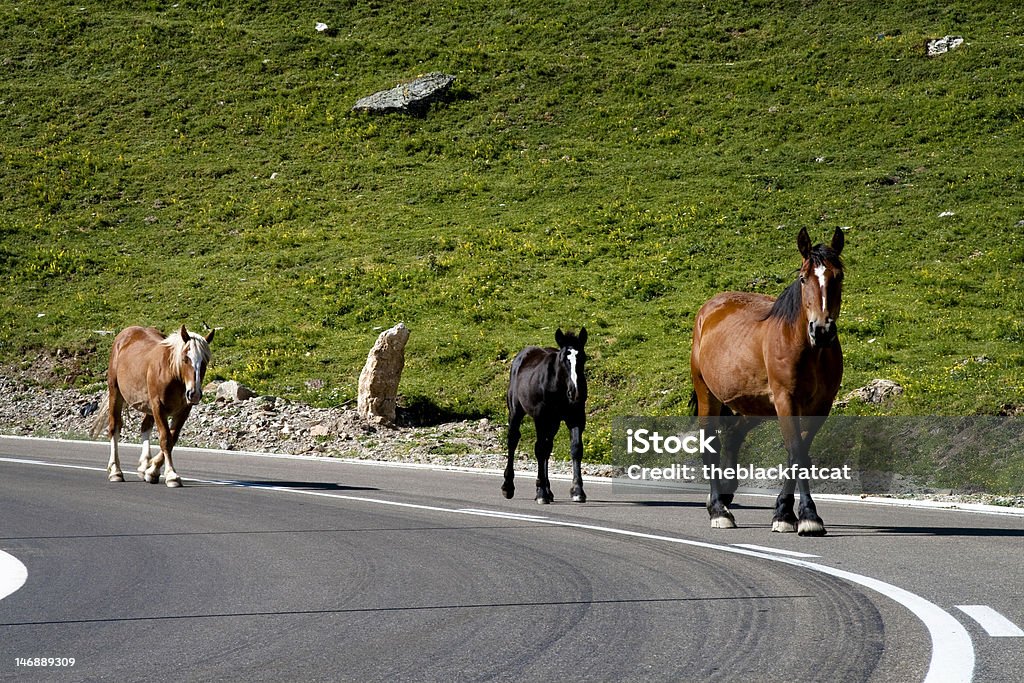 Caballos salvajes en la calle - Foto de stock de Actividad libre de derechos